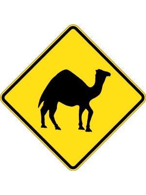 Camels Picto